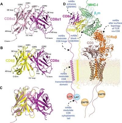 Structure, function, and immunomodulation of the CD8 co-receptor